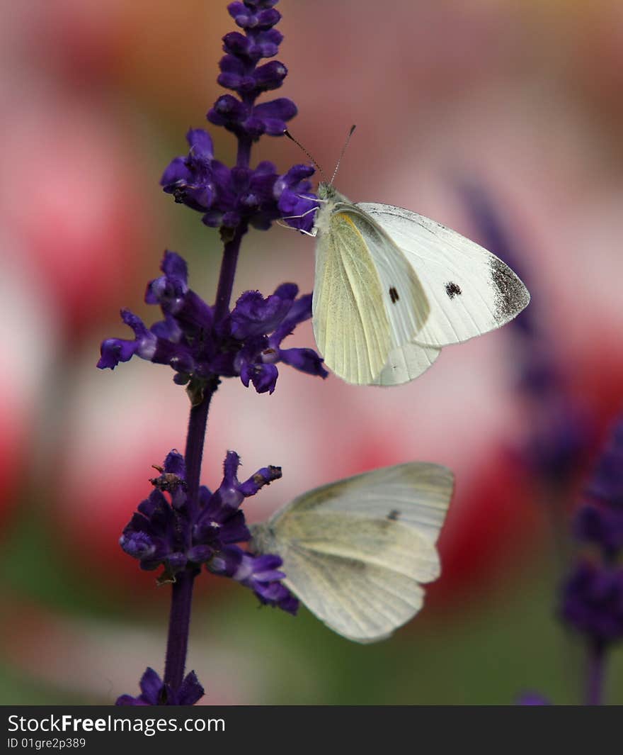 Flower & Butterfly