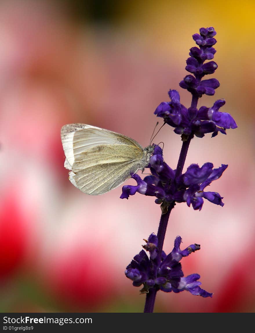 Flower & Butterfly