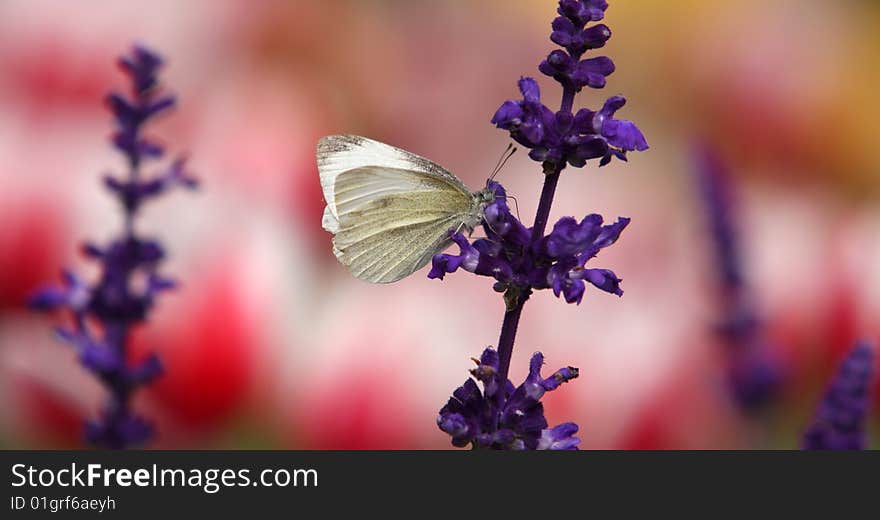 Flower & butterfly