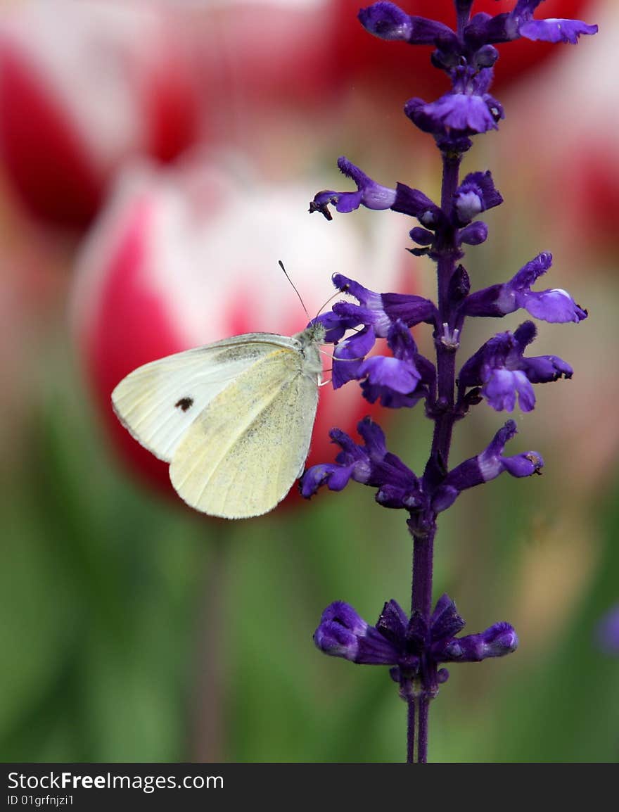 Flower & Butterfly