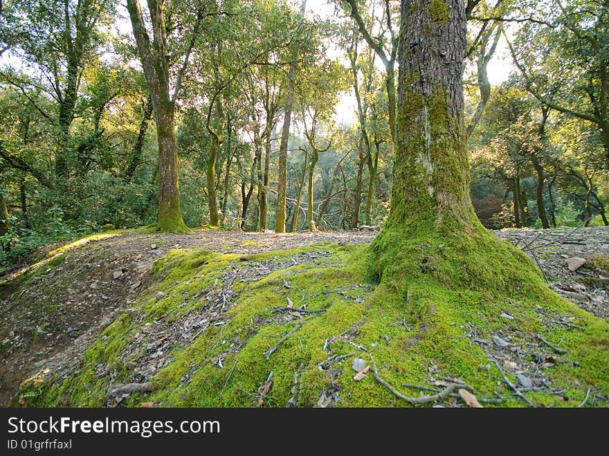 Forest landscape with trees covered with moss. Forest landscape with trees covered with moss.