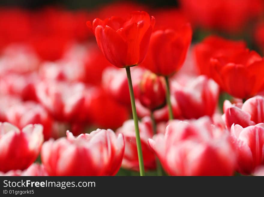 Beautiful red tulip  bloom  in spring