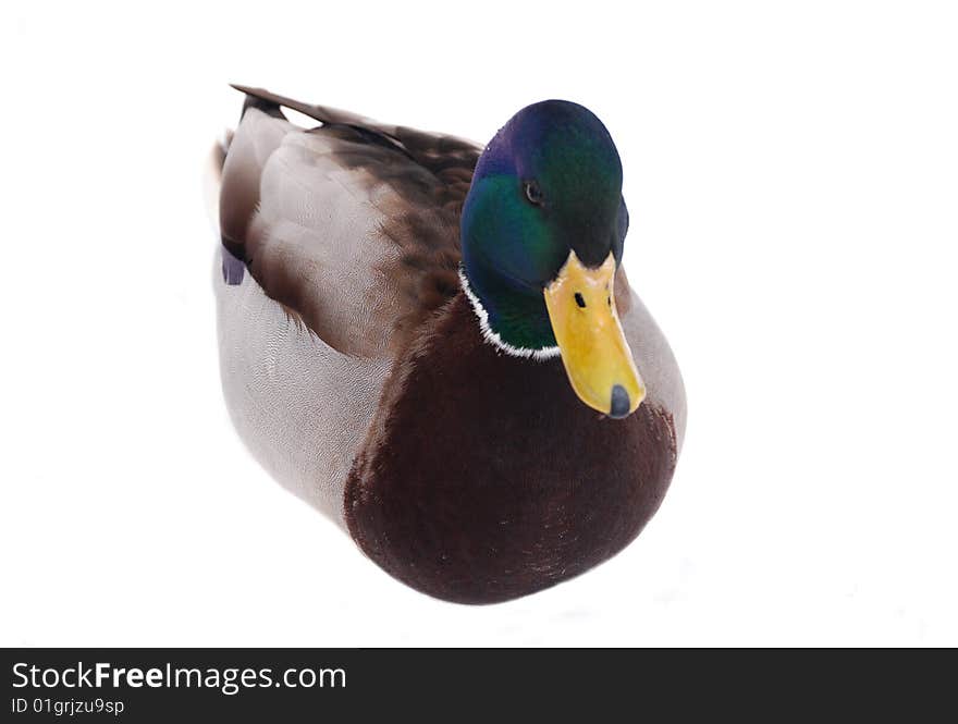 Colorful duck on isolated white background. Colorful duck on isolated white background.