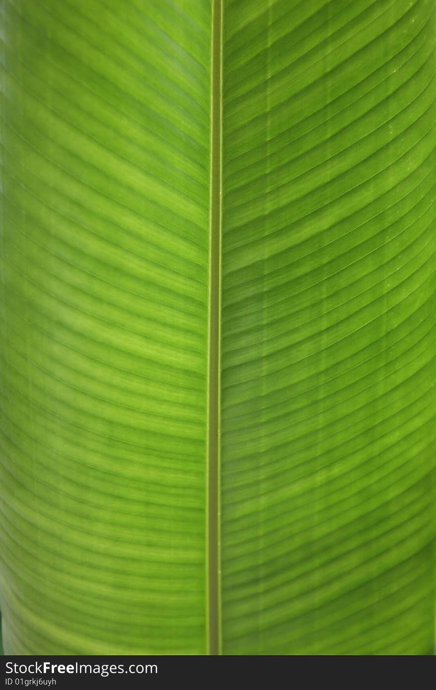 Green leaf texture