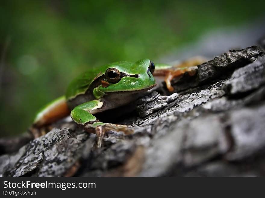 Frog On A Tree