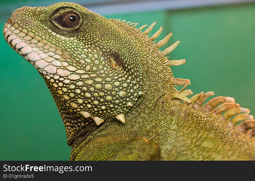 Reptile \Water dragon\ peers into lens. Reptile \Water dragon\ peers into lens