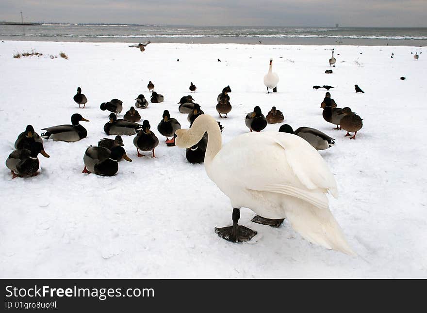 Swan and ducks on the snow. Swan and ducks on the snow