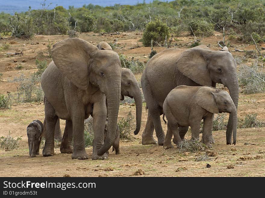 A herd of Elephant arrive for a drink at the waterhole. A herd of Elephant arrive for a drink at the waterhole