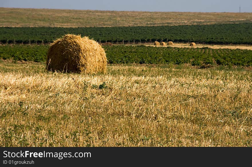 Hay bale on a field on a sunny day