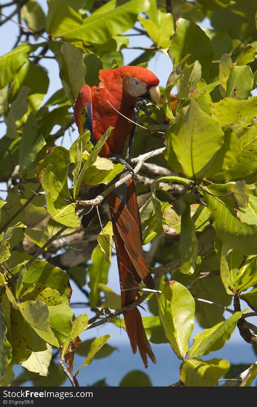 A full length Scarlet Macaw in a tree eating