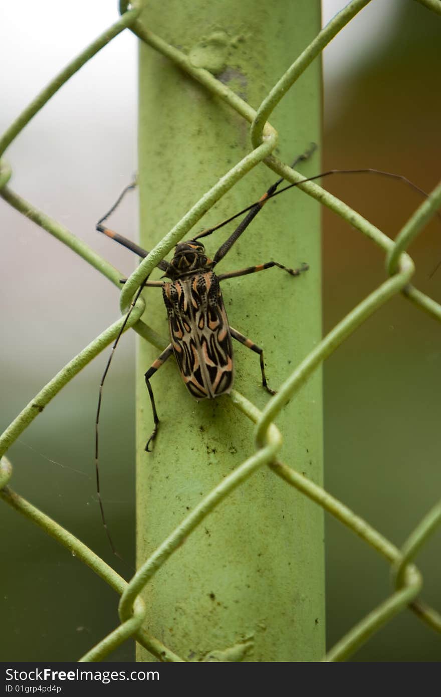 A Harlequin Beetle on a fence pole