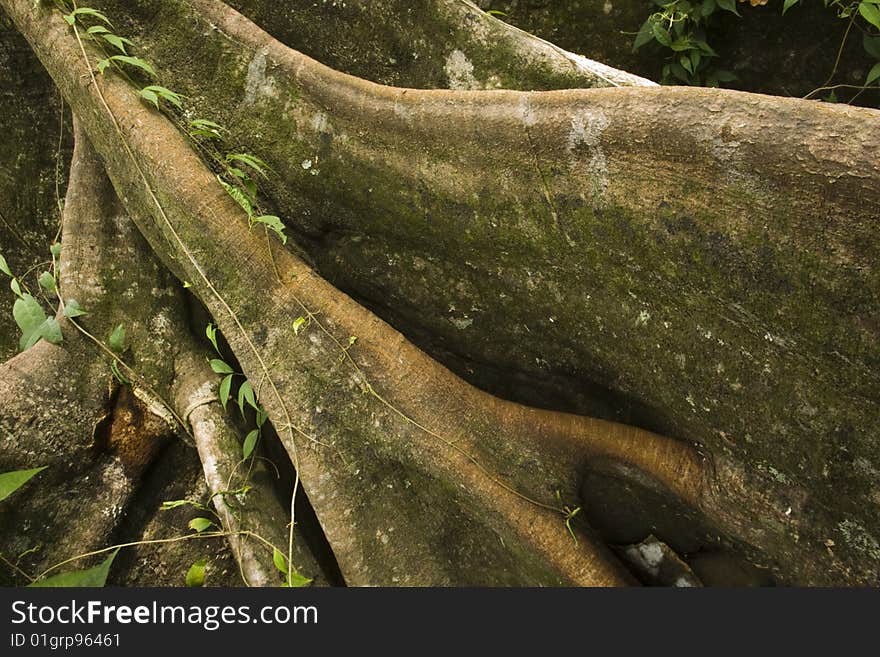 Roots spreading out into the frame covered in moss and plants