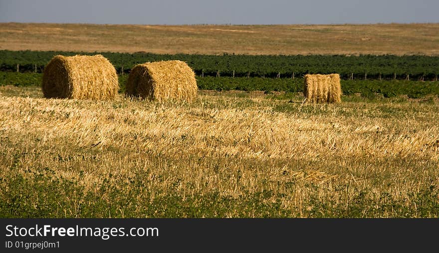 Hay bales on a field on a sunny day