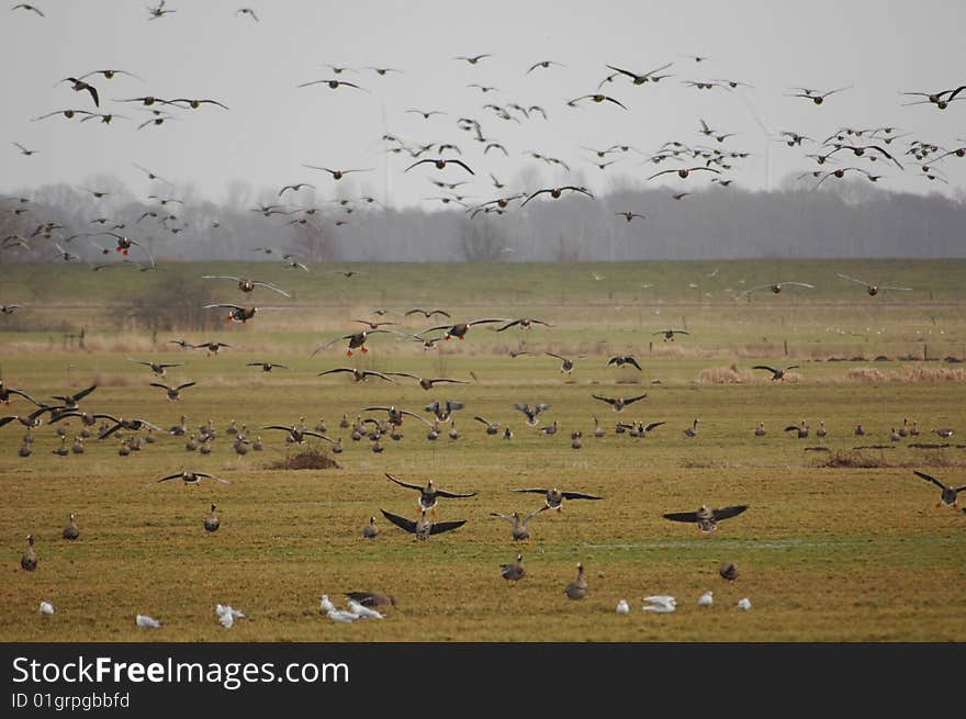 A Bunch of wild gees performe a simultanous landing. A Bunch of wild gees performe a simultanous landing.