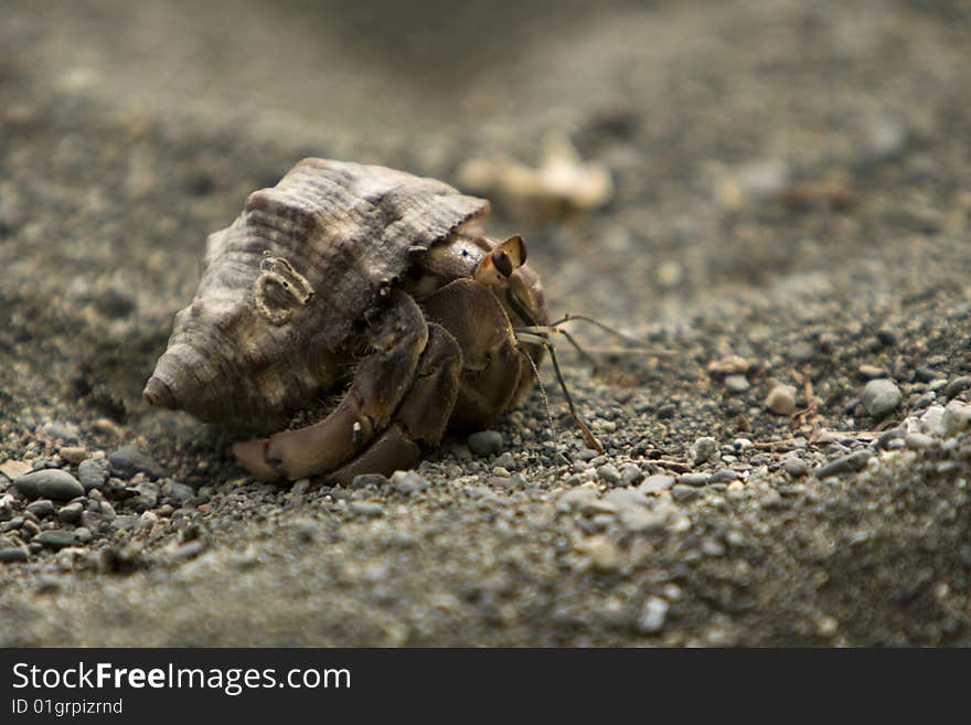 A Hermit Crab looks out of it's shell on the beach