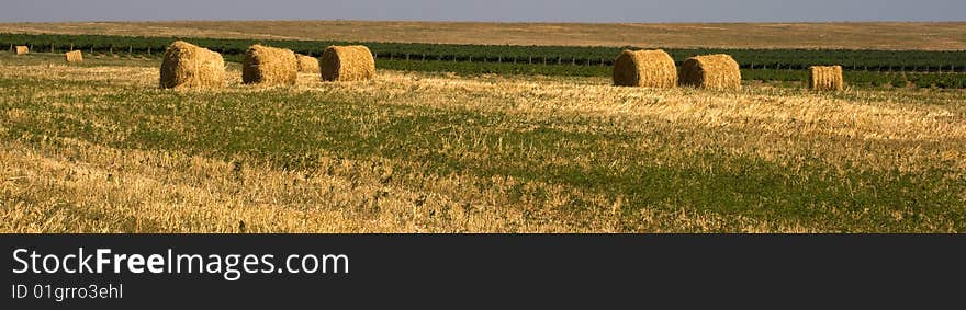 Hay bales in a field on a sunny day