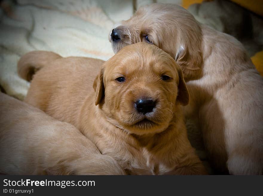 Pup retriver in a house