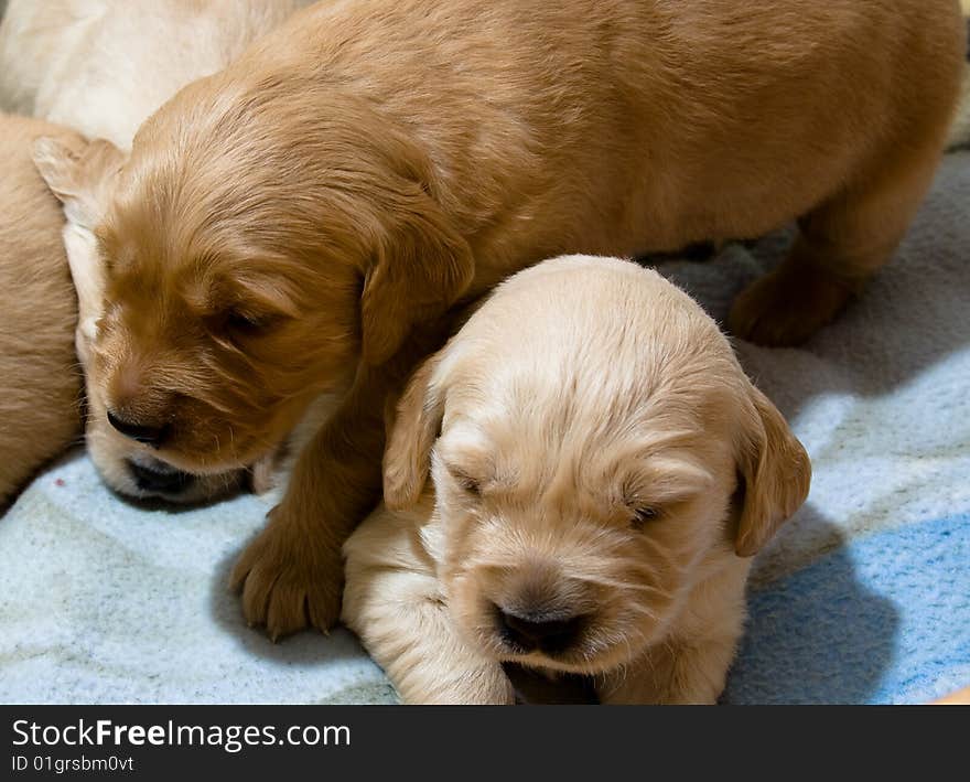 Pup retriver in a house