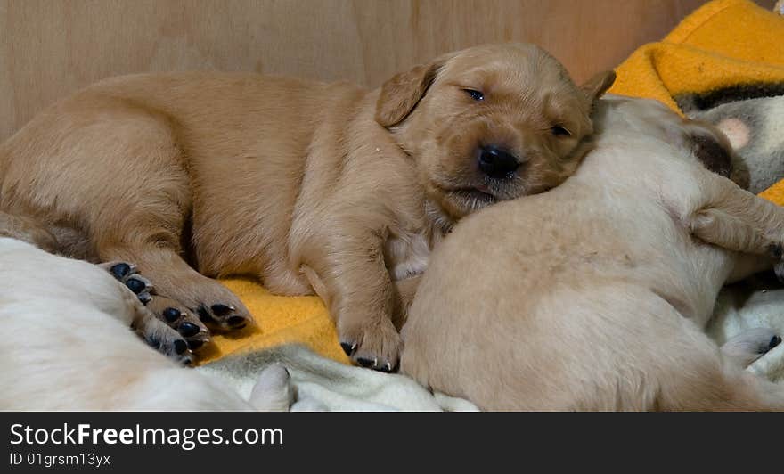 Pup retriver in a house