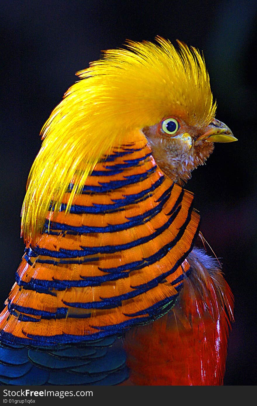 Golden Pheasant