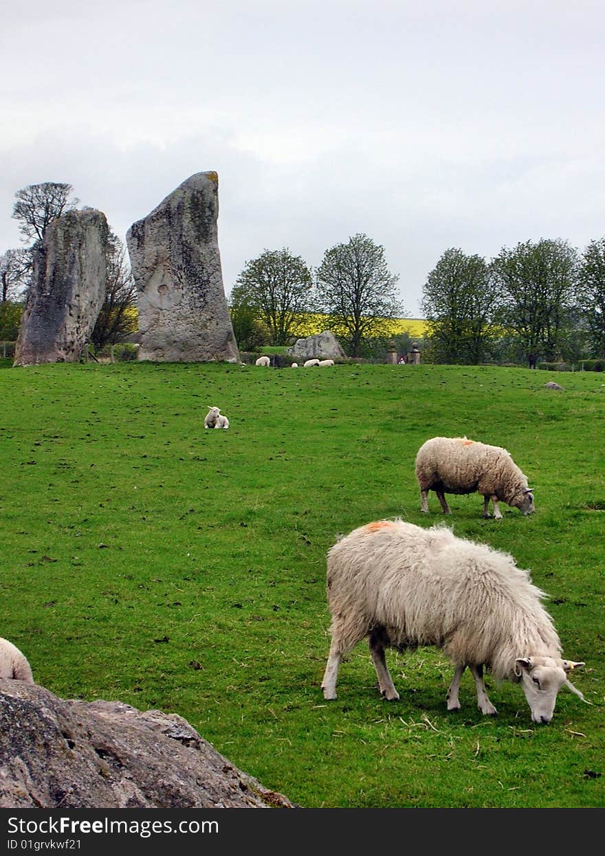 Avebury sheeps