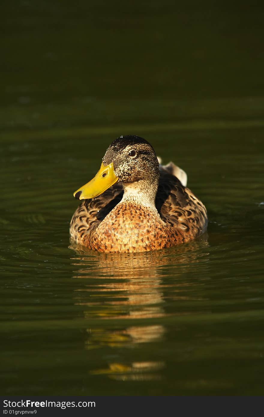 Female mallard duck on a pond lit by warm, late sunschine.