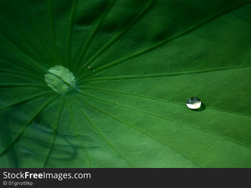 The water on the leaf lotus.