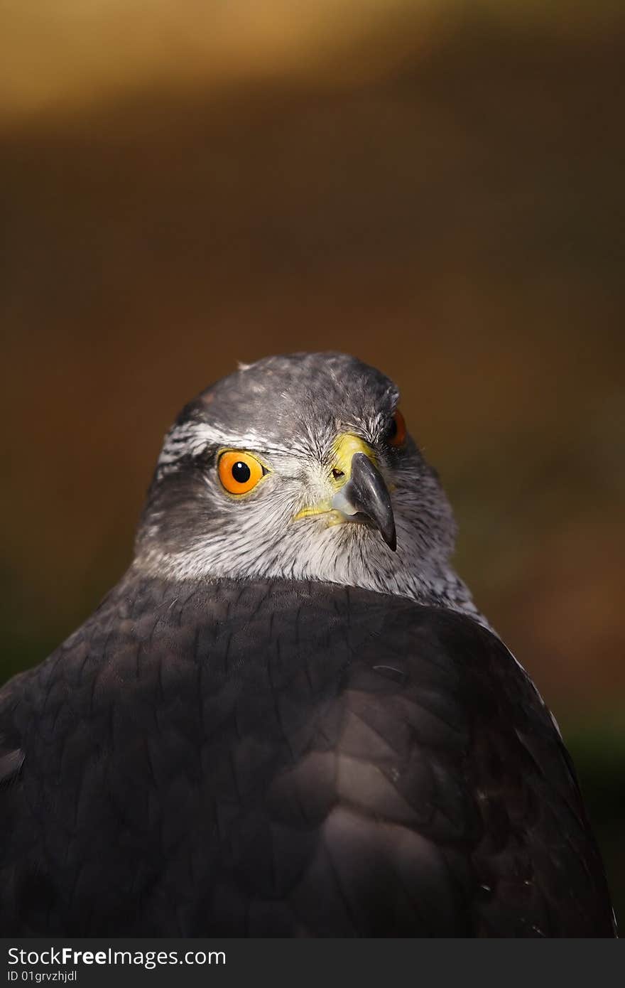 Mighty hawk looking  at you. Mighty hawk looking  at you