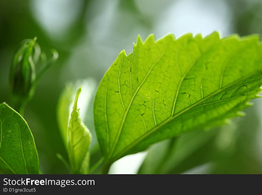 Green leaves