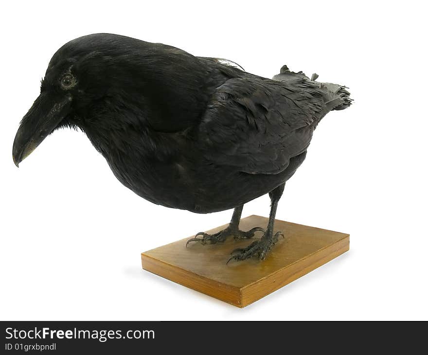 Model of a black raven isolated on white