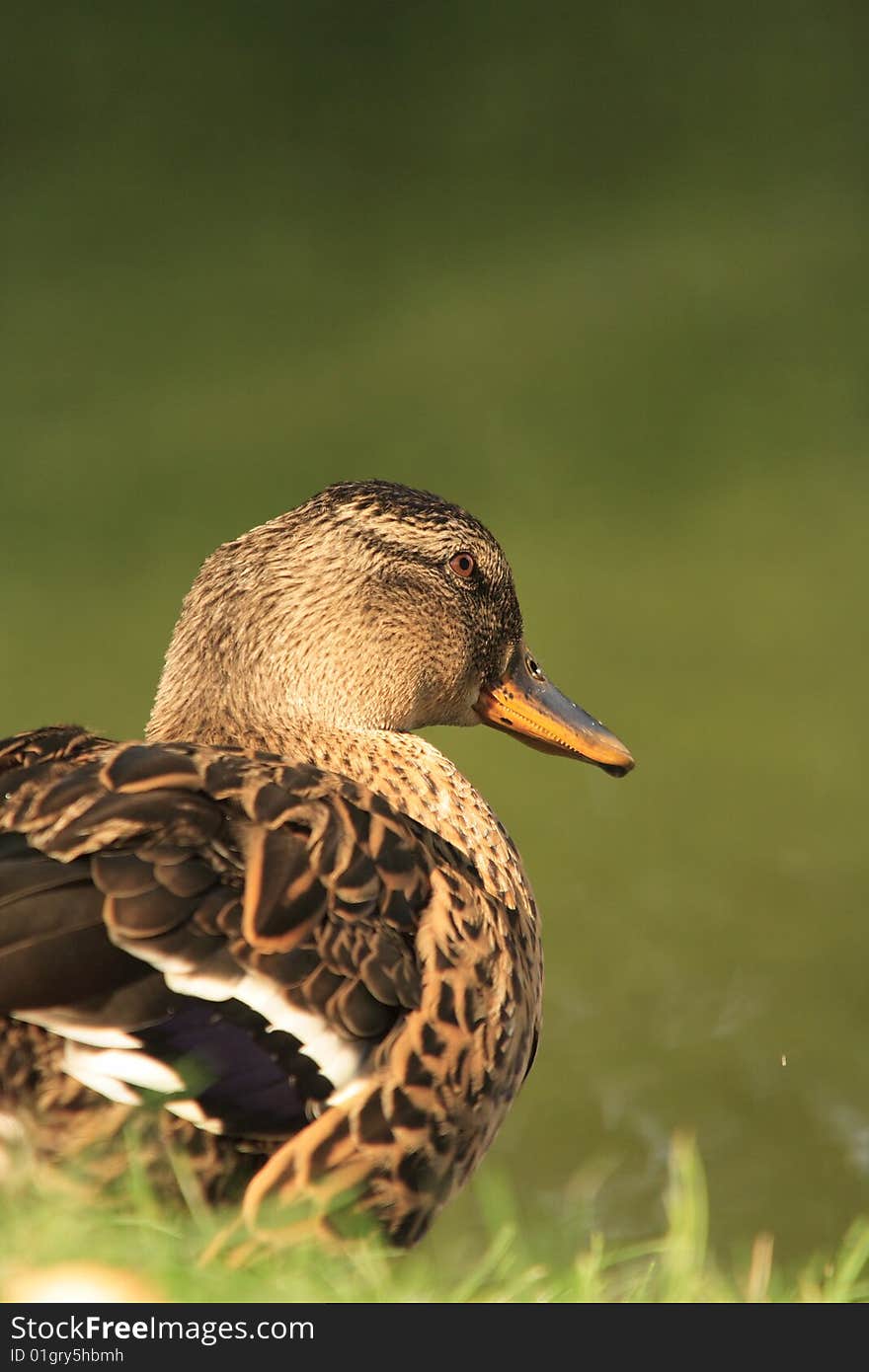 Female mallard duck on a pond lit by warm, late sunschine.