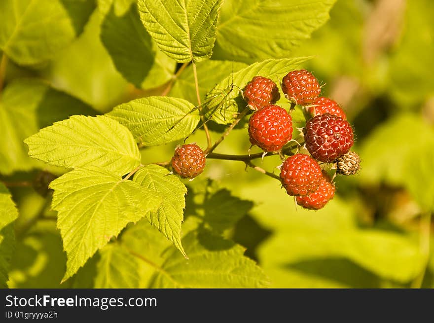 Wild raspberries on the plant