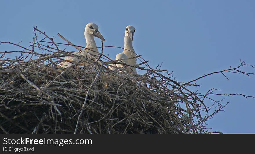 Young stork