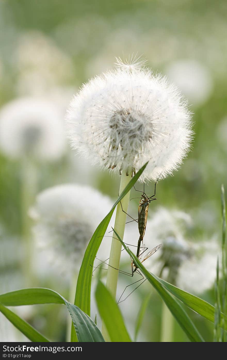Dandelion blowing its seed in the wind, appointment under dandelion, dandelion on the green meadow background, the end of spring time. Dandelion blowing its seed in the wind, appointment under dandelion, dandelion on the green meadow background, the end of spring time