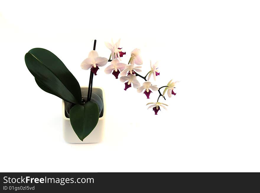 Shot of a pretty orchid on white