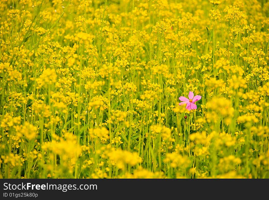 Pink flower