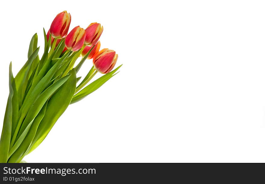 Red-yellow tulip on a white background