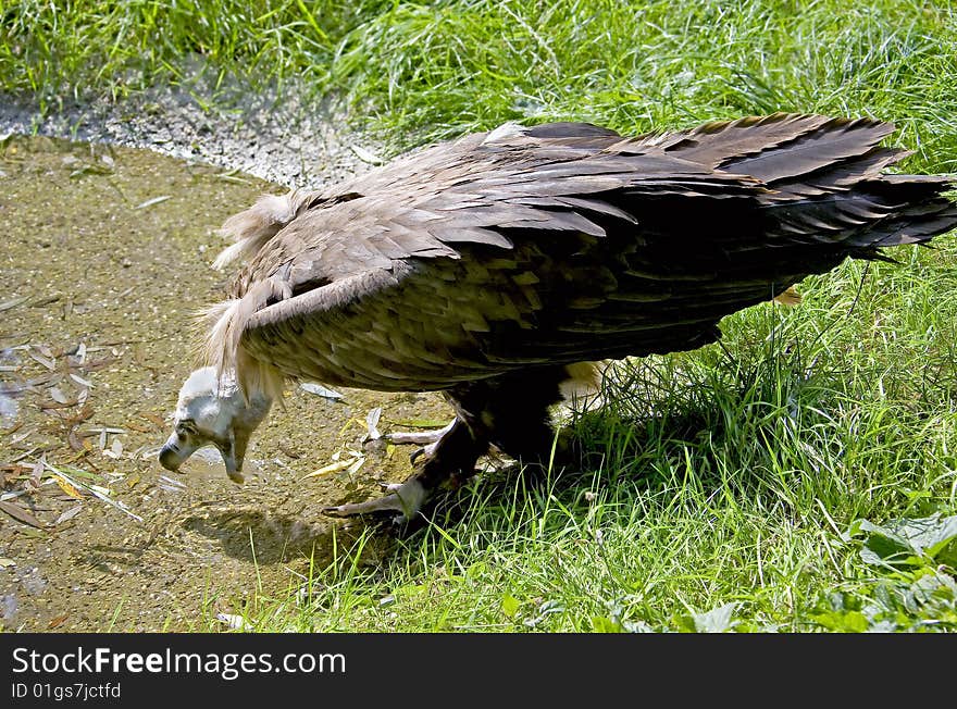 Eurasian black vulture 3