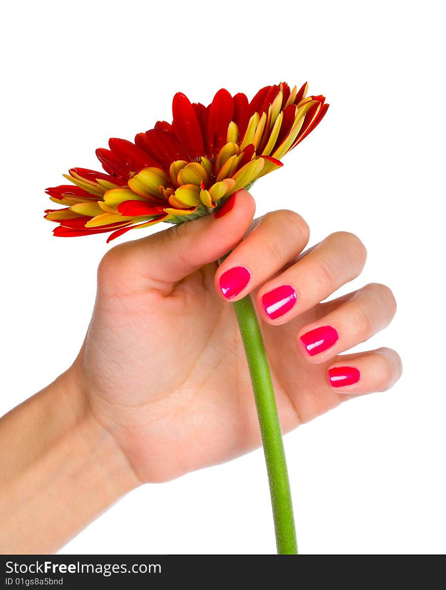 Gerbera in woman hand