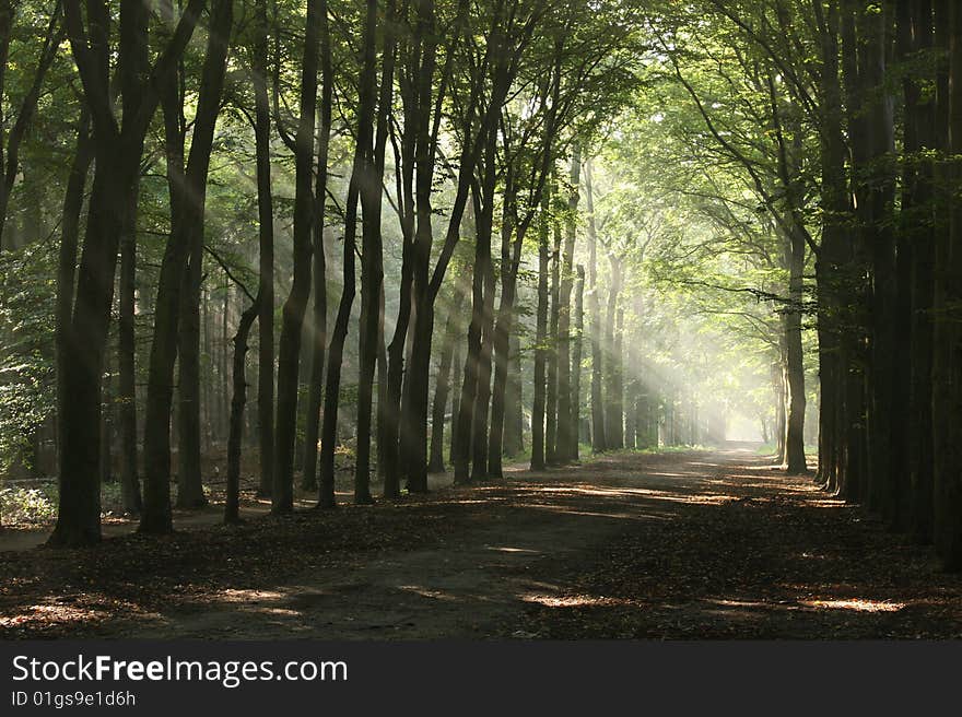 Lightbeam in a dark forest. Lightbeam in a dark forest