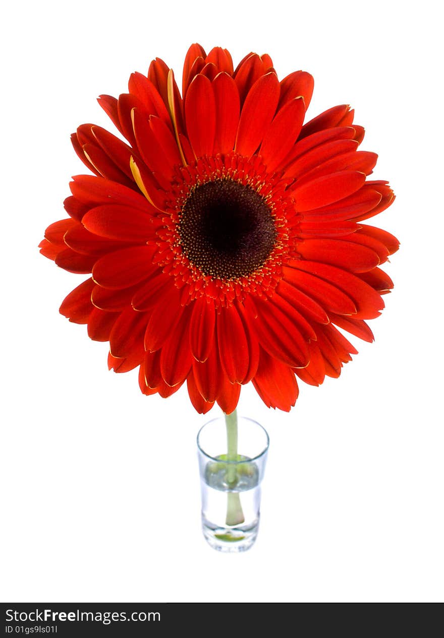 Red gerbera in glass with water, isolated on white