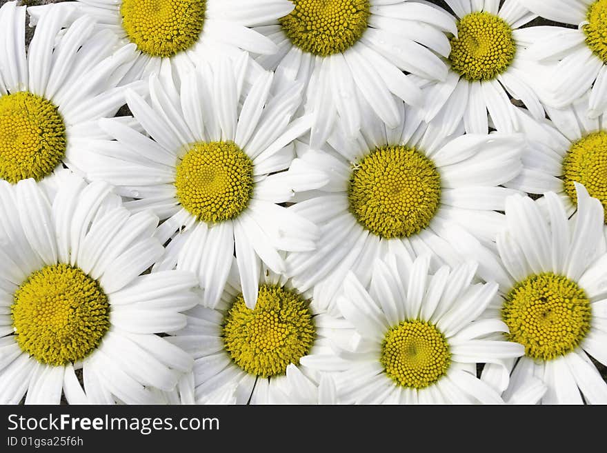 Daisy flowers blooms background  closeup. Daisy flowers blooms background  closeup