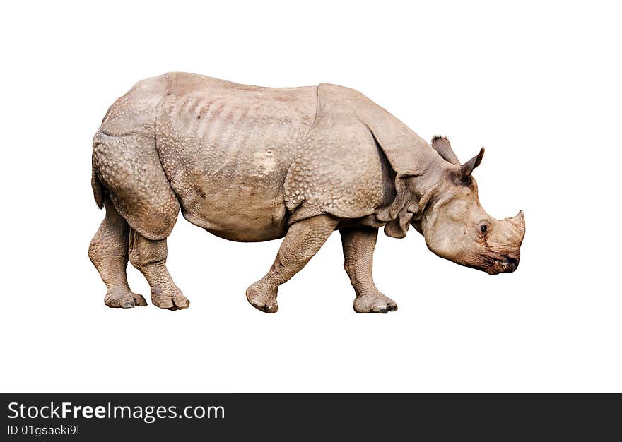 Wild rhino isolated on white. Wild rhino isolated on white