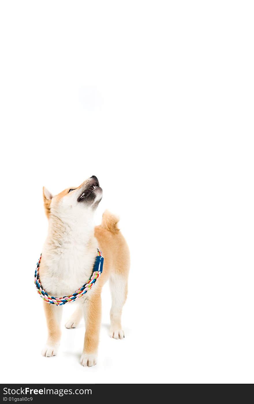 Cute Shiba Iny puppy looking up at your product. Cute Shiba Iny puppy looking up at your product