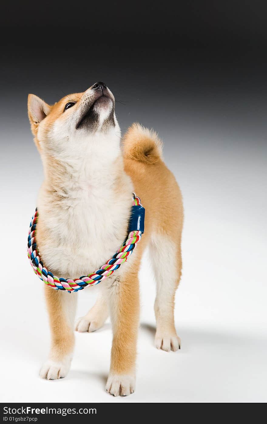 Cute Shiba Inu puppy with toy looking up at a product. Cute Shiba Inu puppy with toy looking up at a product.