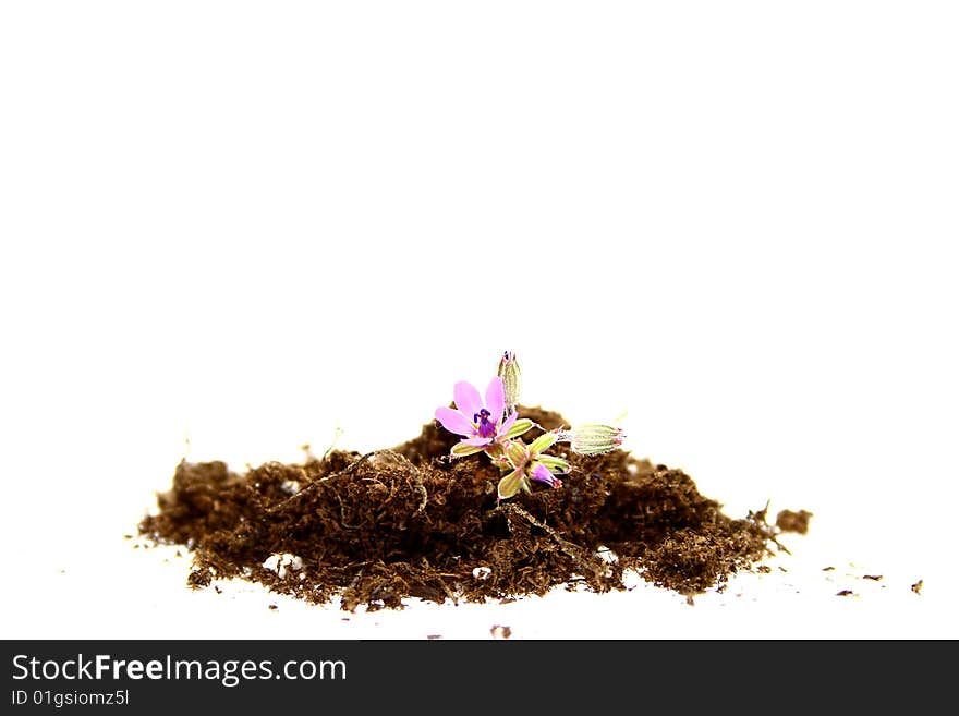 A new flower shoot in peat moss. A new flower shoot in peat moss