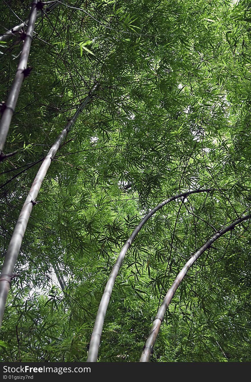 A bamboo grove looking up