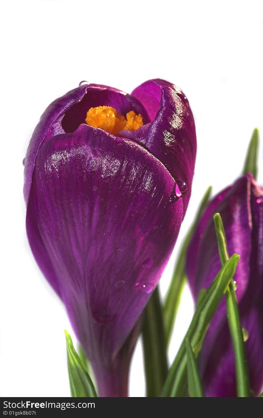 Soft violet springtime crocus flowers against a white background