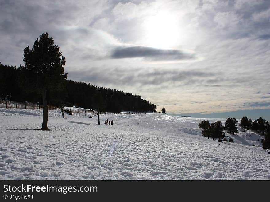 Snow and sky, forest on winter