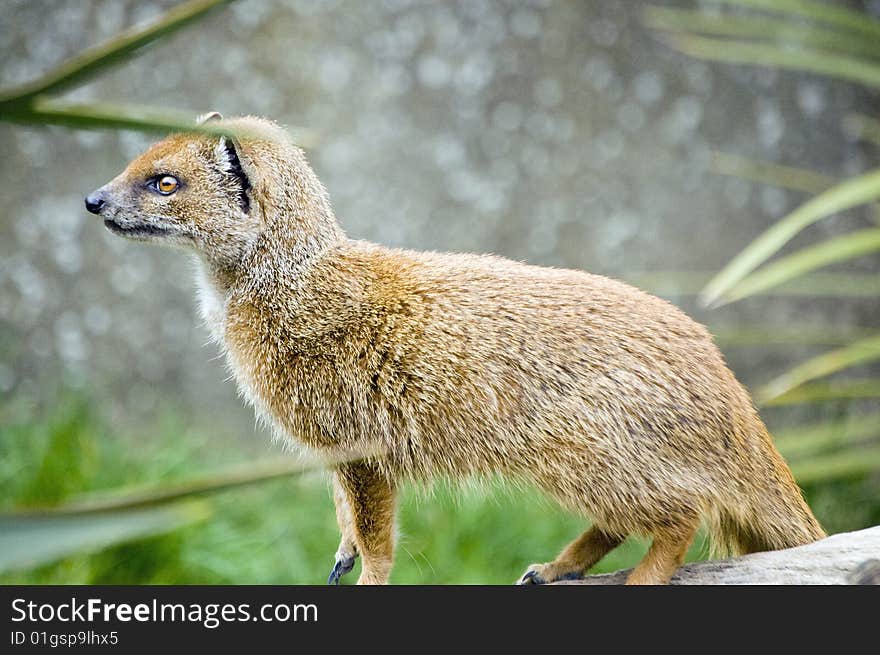 Yellow mongoose startled and alert on a tree